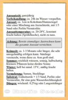 Preview: Dillenia indica, 20 Samen